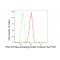 LifeSab™ KD-Validated ARHGAP5 Rabbit mAb (20 μl)