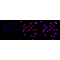 LifeSab™ KD-Validated ARHGAP5 Rabbit mAb (20 μl)