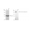 LifeSab™ KD-Validated ARHGAP5 Rabbit mAb (20 μl)