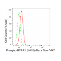 LifeSab™ KD-Validated Phospho-BCAR1 (Y410) Rabbit mAb (20 μl)