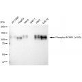 LifeSab™ KD-Validated Phospho-BCAR1 (Y410) Rabbit mAb (20 μl)