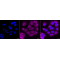 LifeSab™ KD-Validated Atg16L1 Rabbit mAb (20 μl)