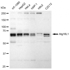 LifeSab™ KD-Validated Atg16L1 Rabbit mAb (20 μl)