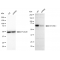 LifeSab™ KD-Validated Atg16L1 Rabbit mAb (20 μl)