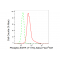 LifeSab™ KD-Validated Phospho-EGFR (Y1173) Rabbit mAb (20 μl)