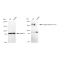 LifeSab™ KD-Validated Phospho-EGFR (Y1173) Rabbit mAb (20 μl)