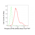 LifeSab™ KD-Validated Phospho-eIF4B (S406) Rabbit mAb (20 μl)