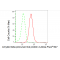 LifeSab™ KD-Validated APLP2 Rabbit mAb (20 μl)