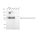 LifeSab™ KD-Validated APLP2 Rabbit mAb (20 μl)