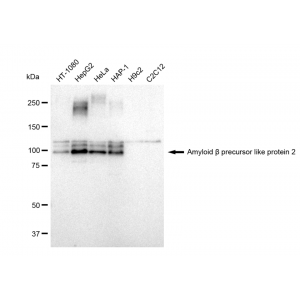 LifeSab™ KD-Validated APLP2 Rabbit mAb (20 μl)