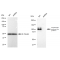 LifeSab™ KD-Validated APLP2 Rabbit mAb (20 μl)