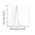 LifeSab™ KD-Validated ATP7B Rabbit mAb (20 μl)