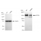 LifeSab™ KD-Validated ATP7B Rabbit mAb (20 μl)