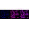 LifeSab™ KD-Validated APPL1 Rabbit mAb (20 μl)