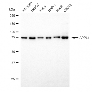 LifeSab™ KD-Validated APPL1 Rabbit mAb (20 μl)