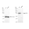 LifeSab™ KD-Validated APPL1 Rabbit mAb (20 μl)