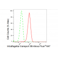 LifeSab™ KD-Validated IFT88 Rabbit mAb (20 μl)