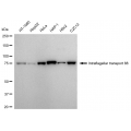 LifeSab™ KD-Validated IFT88 Rabbit mAb (20 μl)