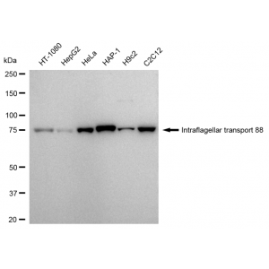 LifeSab™ KD-Validated IFT88 Rabbit mAb (20 μl)