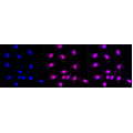 LifeSab™ KD-Validated IQGAP2 Rabbit mAb (20 μl)