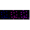 LifeSab™ KD-Validated IQGAP2 Rabbit mAb (20 μl)