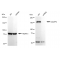 LifeSab™ KD-Validated IQGAP2 Rabbit mAb (20 μl)