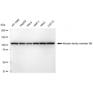 LifeSab™ KD-Validated KIF5B Rabbit mAb (20 μl)