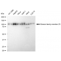 LifeSab™ KD-Validated KIF23 Rabbit mAb (20 μl)