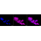 LifeSab™ KD-Validated cleaved Caspase-9 Rabbit mAb (20 μl)