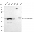 LifeSab™ KD-Validated cleaved Caspase-9 Rabbit mAb (20 μl)