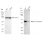 LifeSab™ KD-Validated cleaved Caspase-9 Rabbit mAb (20 μl)