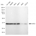 LifeSab™ KD-Validated APE1 Rabbit mAb (20 μl)