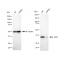 LifeSab™ KD-Validated APE1 Rabbit mAb (20 μl)