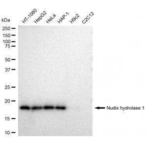 LifeSab™ KD-Validated NUDT1 Rabbit mAb (20 μl)