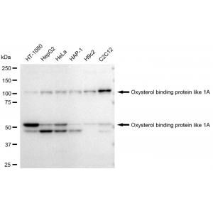 LifeSab™ KD-Validated OSBPL1A Rabbit mAb (20 μl)