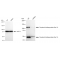 LifeSab™ KD-Validated OSBPL1A Rabbit mAb (20 μl)