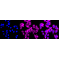 LifeSab™ KD-Validated Phospho-GYS1 (S641) Rabbit mAb (20 μl)