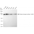 LifeSab™ KD-Validated Phospho-GYS1 (S641) Rabbit mAb (20 μl)