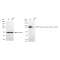 LifeSab™ KD-Validated Phospho-GYS1 (S641) Rabbit mAb (20 μl)