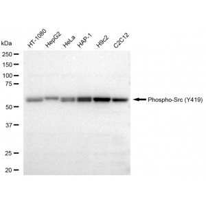 LifeSab™ KD-Validated Phospho-Src (Y419) Rabbit mAb (20 μl)