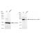 LifeSab™ KD-Validated Phospho-PKCA (T638) Rabbit mAb (20 μl)