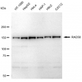 LifeSab™ KD-Validated RAD50 Rabbit mAb (20 μl)