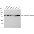 LifeSab™ KD-Validated RANBP9 Rabbit mAb (20 μl)