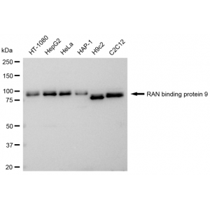 LifeSab™ KD-Validated RANBP9 Rabbit mAb (20 μl)