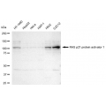 LifeSab™ KD-Validated RASA1 Rabbit mAb (20 μl)