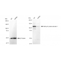 LifeSab™ KD-Validated RASA1 Rabbit mAb (20 μl)