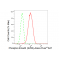 LifeSab™ KD-Validated Phospho-Smad2 (S250) Rabbit mAb (20 μl)