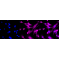 LifeSab™ KD-Validated Phospho-Smad2 (S250) Rabbit mAb (20 μl)