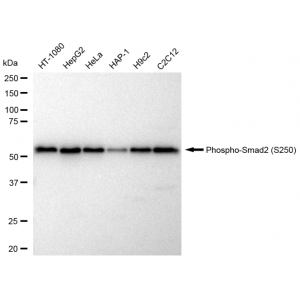 LifeSab™ KD-Validated Phospho-Smad2 (S250) Rabbit mAb (20 μl)