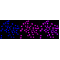 LifeSab™ KD-Validated SMARCC1 Rabbit mAb (20 μl)